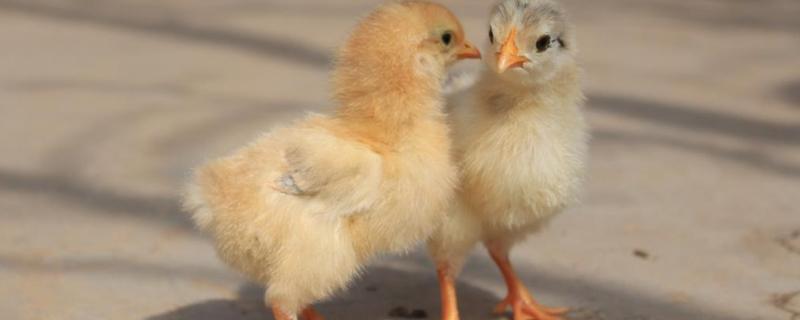 养鸡一般几月份买鸡苗，养鸡500只需投资多少