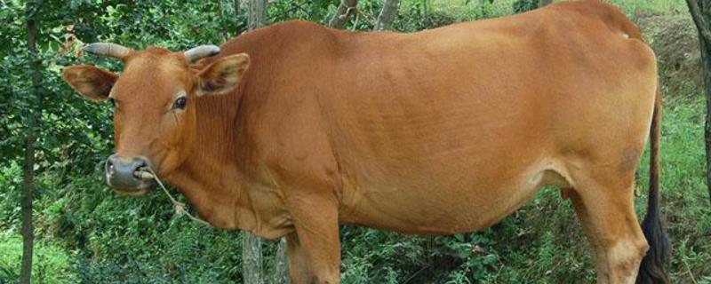 1头牛一般多少斤，800斤土黄牛能杀多少肉