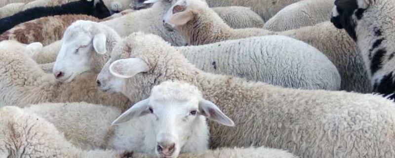 圈养羊的正确喂养方法，羊不吃草不反刍精神不振吃什么药