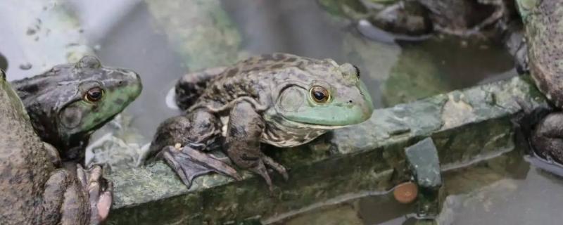 牛蛙的危害，一只牛蛙多少克