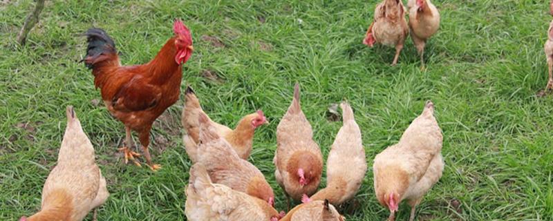 鸡疫苗接种程序，土霉素喂鸡有什么作用