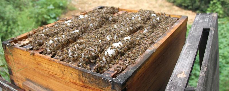 土养中蜂蜂箱尺寸多少最合适，蜂箱内合适的温度是多少