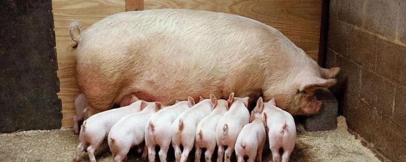一般后备母猪体重达多少可以配种，配种后可以打细小病毒疫苗吗