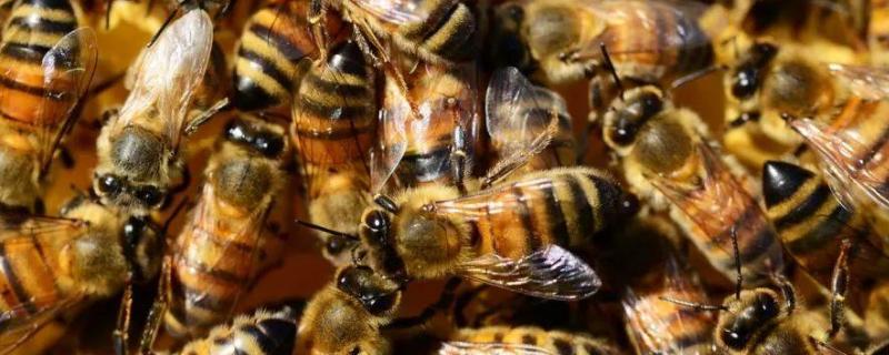 养蜂技术指导人工分蜂，人工分蜂找不到蜂王怎么办