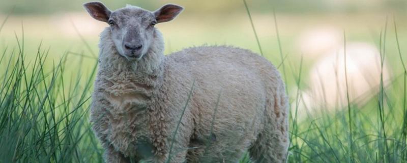 绵羊品种有哪些，羊配种是怎么配