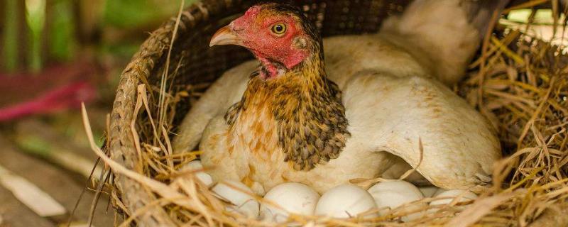 鸡的智商，怎么防止鸡吃自己生的蛋