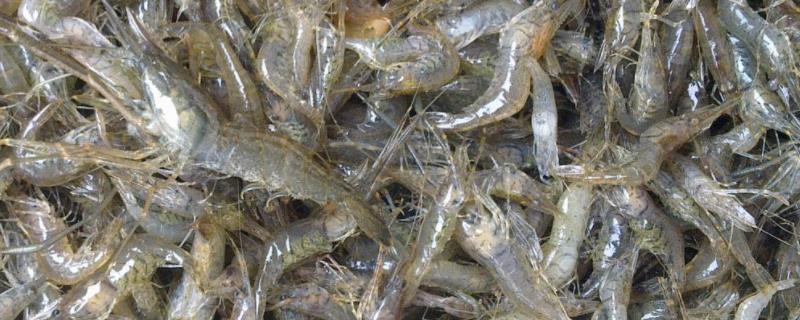 养河虾需要什么条件和技术，抓来的小河虾怎么养