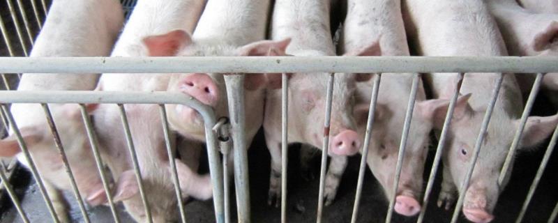 农村母猪栏的彻砖尺寸，猪栏消毒用什么消毒剂