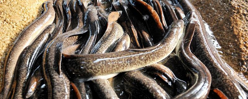 淡水鳗鱼养殖条件，养殖周期是多久