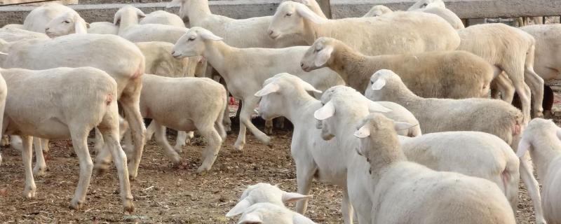 羊养殖技术，羊每天吃多少草料和饲料