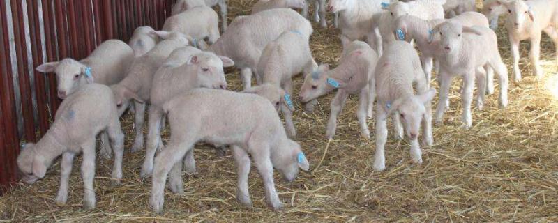 刚出生小羊吃土霉素吃法，小羊吃了猪饲料会有什么反应