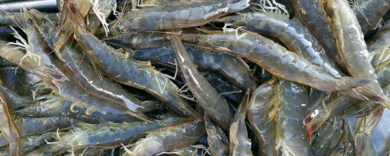 养淡水虾需要先具备什么条件，淡水虾的养殖方法