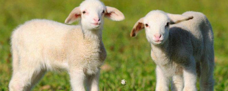 羊难产最简单的方法，羊难产有什么症状