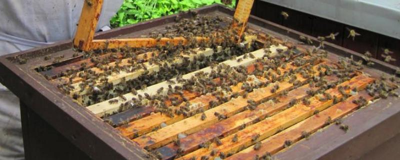 蜜蜂幼虫几天封盖和几天出房，蜜蜂从幼虫到成虫需要多少天