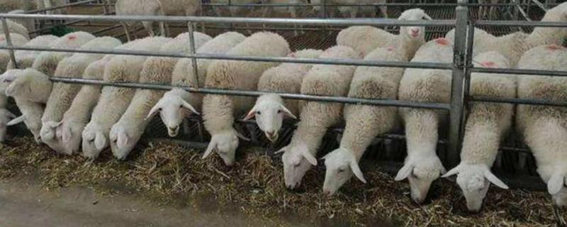 养羊合作社需要什么条件，圈养羊吃什么饲料，怎样养羊长得快