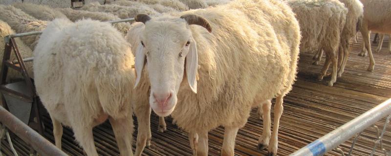 种公羊几个月能配种，什么品种好 种公羊几个月可配种