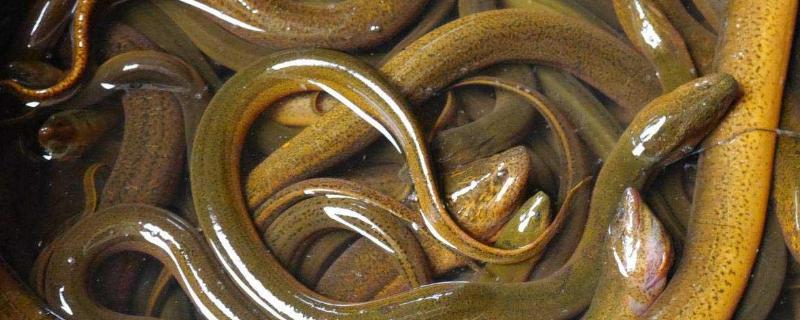 养黄鳝泥鳅的池塘怎么建，一亩地能养殖多少黄鳝