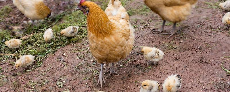 母鸡孵小鸡要注意事项，母鸡孵小鸡几天吃一次食物