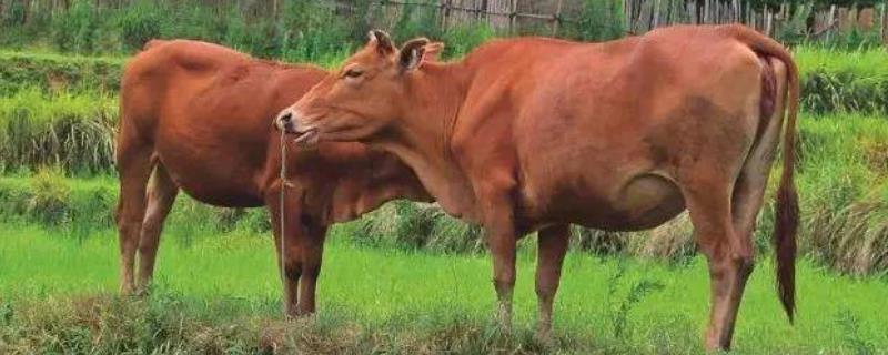 牛吃土缺啥微量元素，牛吃铁的症状（牛吃土是缺少什么微量元素）