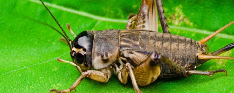 红头蟋蟀的品质，蟋蟀是益虫还是害虫
