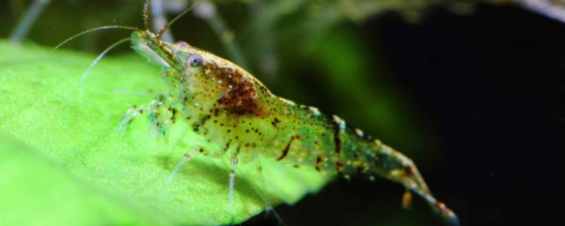 黑壳虾多久抱卵一次，抱卵多久生小虾