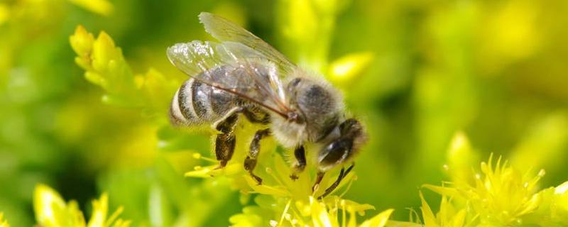 养殖蜜蜂四季管理技术，蜜蜂春繁喂糖水多久开始产卵