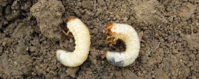 土蚕专用药，是什么的幼虫 土蚕的成虫是什么