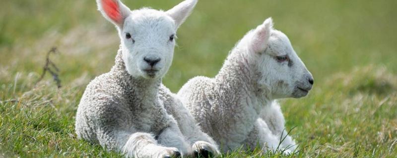 羊反刍时嘴角有白沫怎么治疗，胃酸中毒用什么方法治疗最有效