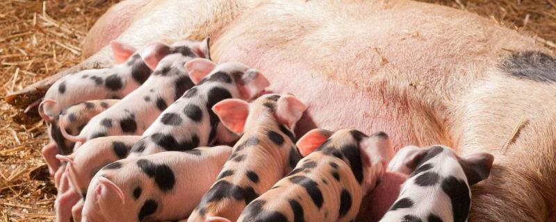 母猪怀孕118天为什么不生，附怀孕母猪的饲养与管理