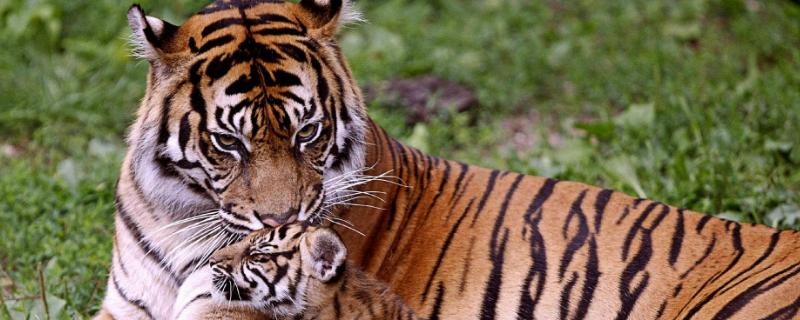 老虎的繁殖，繁殖能力强吗 老虎的寿命和繁殖