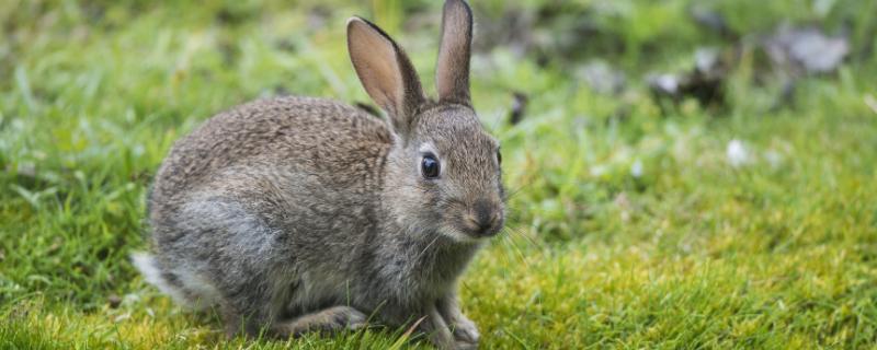 野兔子吃什么东西，吃庄稼怎么办 野兔吃什么东西?