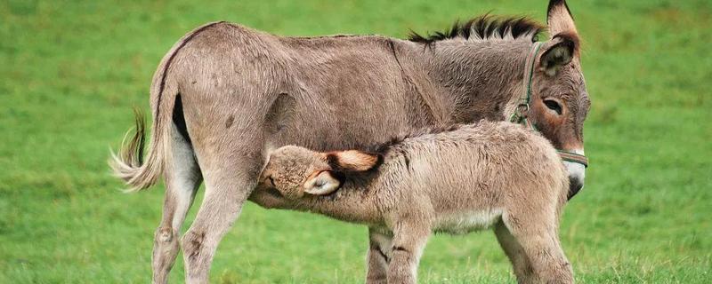 肉驴养殖周期多长，附肉驴养殖技术（肉驴的养殖周期）