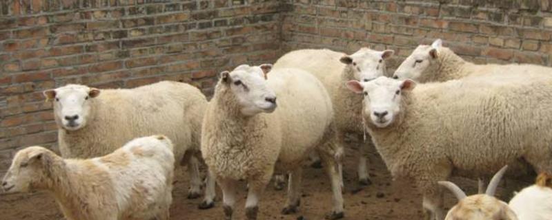 养羊的技术方法，豆腐渣养羊配方（豆腐渣养羊需注意哪些问题）