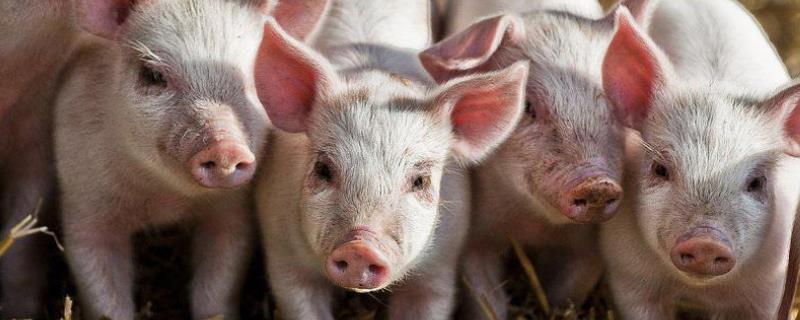 猪不吃食有什么原因，猪咬猪的处理方法
