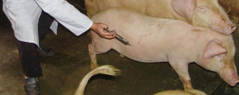 五六十斤猪能打支原体疫苗吗，给猪打针的手法和技巧