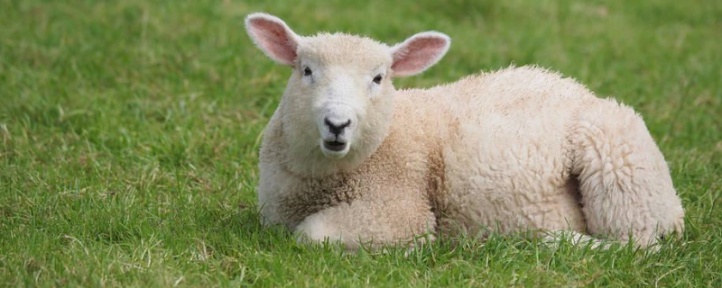 羊羔多大断奶最合适，羊羔断奶需要隔离多久