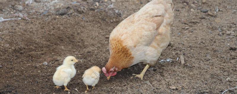 母鸡的鸡冠很大像公鸡是怎么回事，近亲鸡多久换一次种公鸡