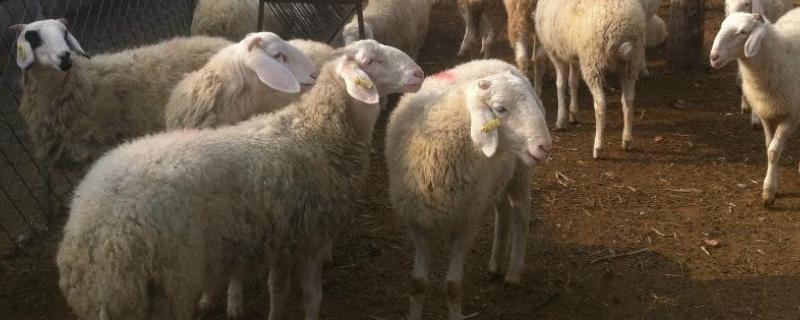 5O斤的公羊能配种吗，怎样骟公羊 五十斤的公羊多少钱