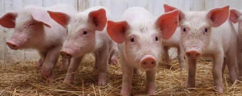 生猪期货对养殖户的影响，行情在哪里可以看