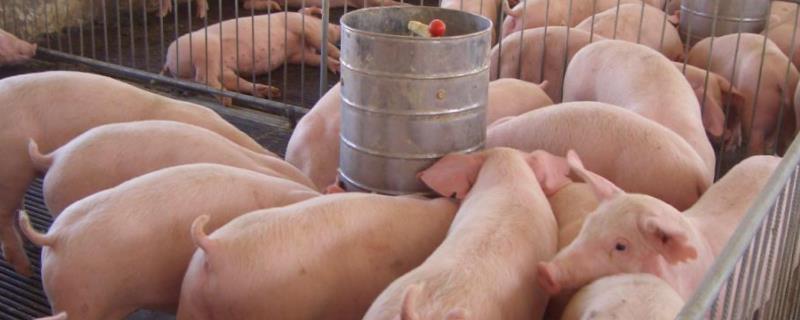 养猪哪个段轻松些，农村养猪排污怎么处理