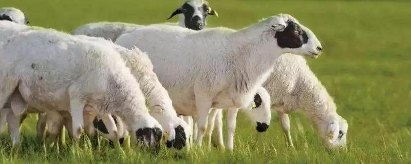 新手养羊怎么入手，养多少羊能挣二十万