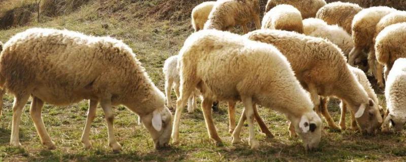 羊吃羊毛是什么原因，怎么治疗（羊吃羊毛是怎么回事儿?）