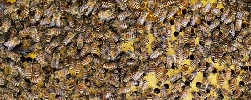农村诱蜂秘方，几月诱蜂最容易来蜂 诱蜂时间几月份