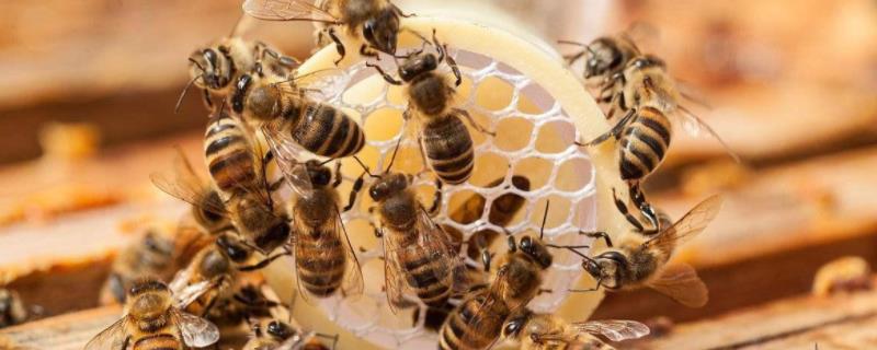 蜜蜂几月份开始分蜂，怎样快速春繁 蜜蜂几月开始分家