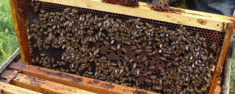 蜂蜡加什么药能诱蜂，诱蜂桶怎样才能诱到蜂