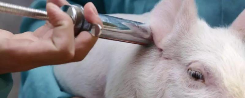 小猪疫苗免疫流程，猪疫苗应激会自己消除吗