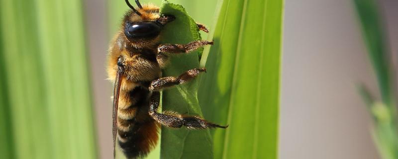 切叶蜂怎么防治，切叶蜂有毒吗（切叶蜂危害症状）