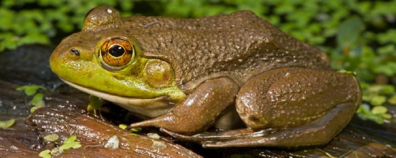 牛蛙生长周期，牛蛙怎么养殖 牛蛙的养殖周期