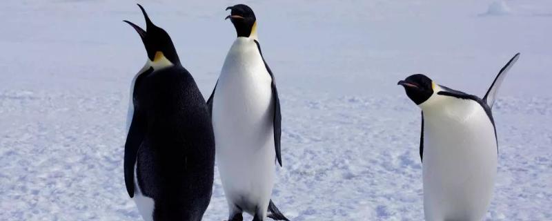 为什么是雄帝企鹅孵蛋，雄帝企鹅为什么会把卵放在脚上