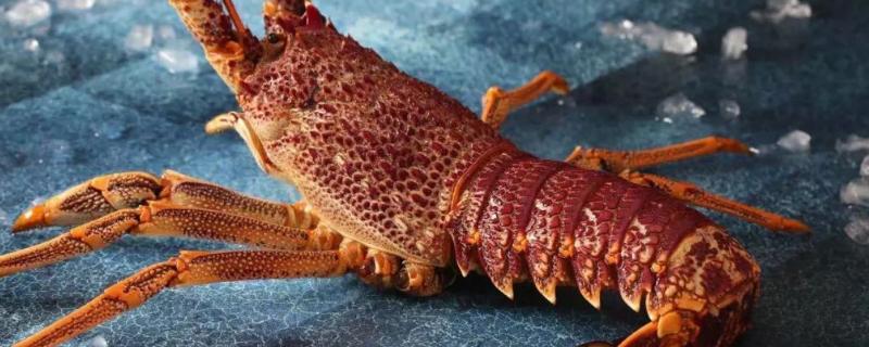 澳洲龙虾养殖条件，可以淡水养殖吗 澳洲龙虾养殖条件,可以淡水养殖吗视频
